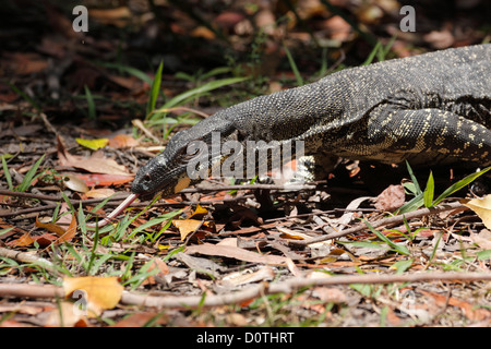 Lace Monitor / Goanna (Varanus varius), dernier verre National Park, New South Wales (NSW), l'Australie Banque D'Images