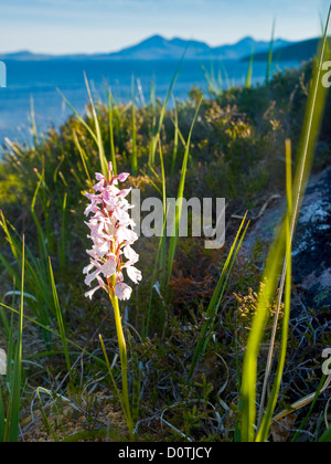 Les orchidées qui poussent sur l'île de Raasay au large de la côte ouest de l'Ecosse Banque D'Images