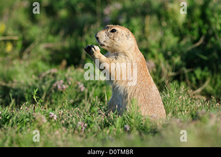 Des prairies, des plaines, à queue noire, le Chien de prairie, genre cynomys, animal, Cynomys ludovicianus, Devils Tower, Monument National, Wyomin Banque D'Images