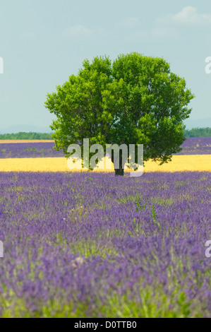 Arbre en champ de lavande, Provence, France Banque D'Images