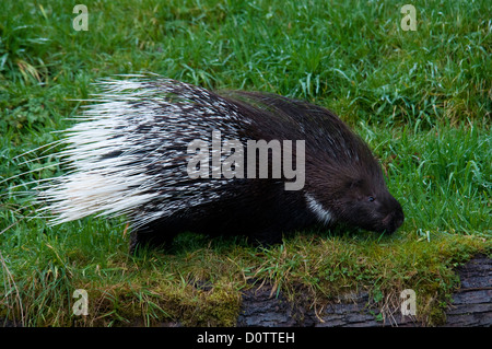 Porc-épic africain, hystrix cristata, le porc-épic, des animaux, de l'herbe, USA, United States, Amérique, Banque D'Images