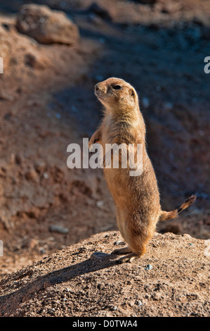 Chien de prairie blacktail, Cynomys ludovicianus, le chien de prairie, des animaux, de l'USA, Europa, Amerika, debout, Banque D'Images