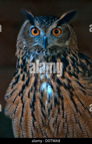 Grand d'Amérique, Bubo bubo, plus grand, chouette, oiseau, animal, USA, Europa, Amerika, Banque D'Images