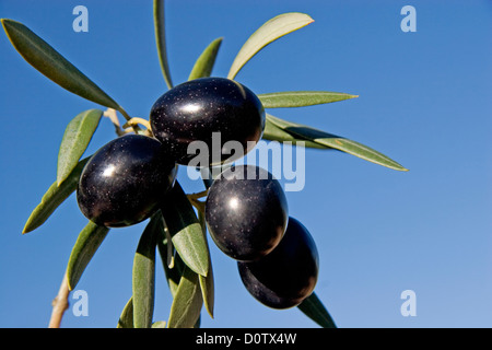 Branche d'olives dans une olive Andalousie Espagne Banque D'Images