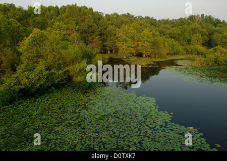 Inondé de cyprès et de nénuphars sur le lac Sam Rayburn Texas Banque D'Images