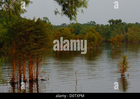 Inondé de cyprès sur le lac Sam Rayburn Texas Banque D'Images