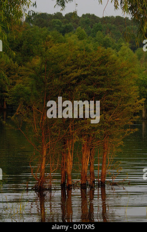 Inondé de cyprès sur le lac Sam Rayburn Texas Banque D'Images