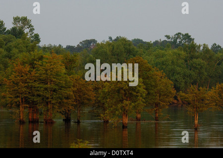 Inondé de cyprès sur le lac Sam Rayburn Texas Banque D'Images