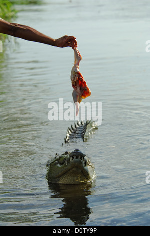Crocodile (Crocodylus acutus) sur le Rio Herradura, Costa Rica Banque D'Images