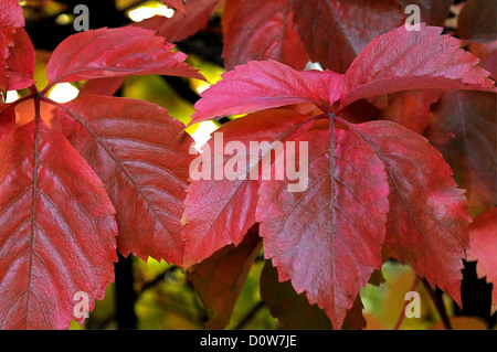 Feuilles de lierre rouge Banque D'Images