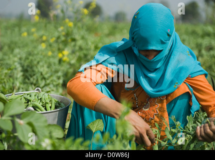 Travailleur agricole féminine pois vert cueillette les gousses, Farrukh Nagar, Gurgaon, Haryana, Inde Banque D'Images