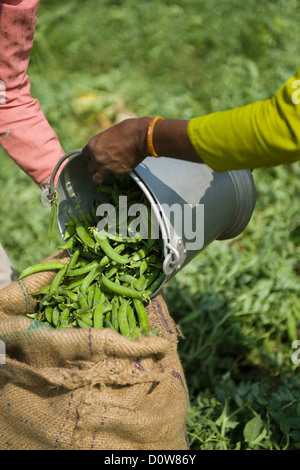 Close-up of a woman's hand remplissant les pois verts dans un sac, Farrukh Nagar, Gurgaon, Haryana, Inde Banque D'Images