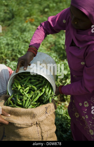 Remplissage des gousses de pois vert femme dans un sac, Farrukh Nagar, Gurgaon, Haryana, Inde Banque D'Images