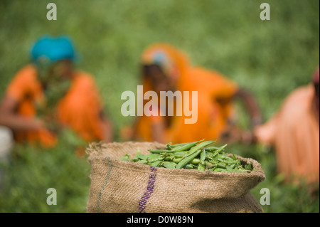 Close-up d'un sac de petits pois gousses dans un champ, Farrukh Nagar, Gurgaon, Haryana, Inde Banque D'Images