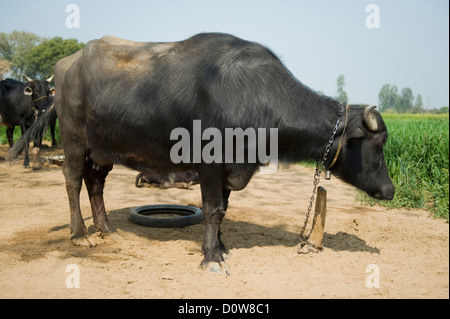 Le buffle d'eau (Bubalus bubalis) dans un champ, Farrukh Nagar, Gurgaon, Haryana, Inde Banque D'Images