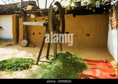 Coupe-paille devant une maison, Farrukh Nagar, Gurgaon, Haryana, Inde Banque D'Images