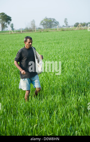 Engrais l'épandage d'agriculteurs dans un champ, Farrukh Nagar, Gurgaon, Haryana, Inde Banque D'Images