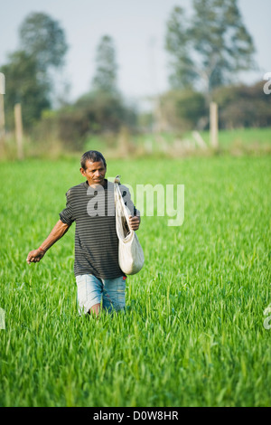 Engrais l'épandage d'agriculteurs dans un champ, Farrukh Nagar, Gurgaon, Haryana, Inde Banque D'Images