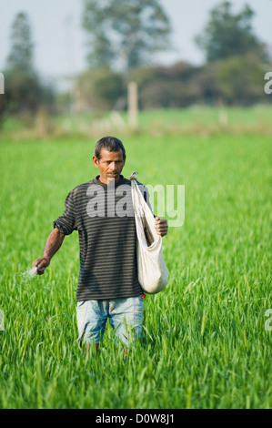 Engrais l'épandage d'agriculteurs dans un champ, Farrukh Nagar, Gurgaon, Haryana, Inde Banque D'Images