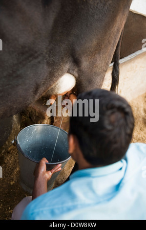 Homme traire une vache, Farrukh Nagar, Gurgaon, Haryana, Inde Banque D'Images