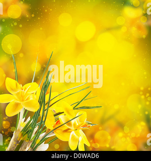 fleurs de Crocus Banque D'Images