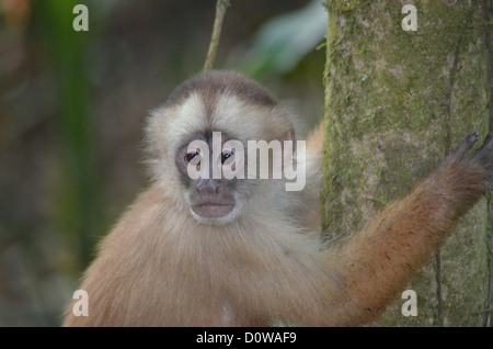 Singe du Capucin face blanche posant dans un arbre. Forêt amazonienne, Madre de Dios, au sud du Pérou. Banque D'Images