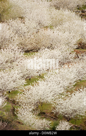 Cerisiers en fleurs dans la Vallée de Jerte, Cáceres, Extremadura, Espagne Banque D'Images