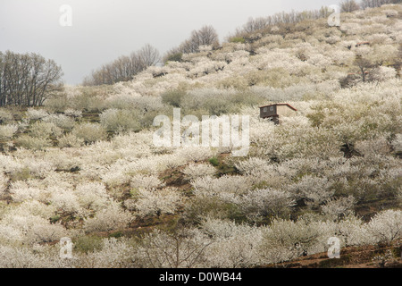 Avis de domaine de cerisiers en fleurs dans la Vallée de Jerte, Cáceres, Extremadura, Espagne Banque D'Images