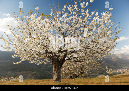 Cerisiers en fleurs dans la Vallée de Jerte, Cáceres, Extremadura, Espagne Banque D'Images