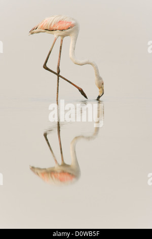 Flamant rose (Phoenicopterus roseus) adulte au Delta de l'Ebre Banque D'Images