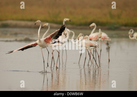 Flamant rose (Phoenicopterus roseus) groupe au Delta de l'Ebre Banque D'Images