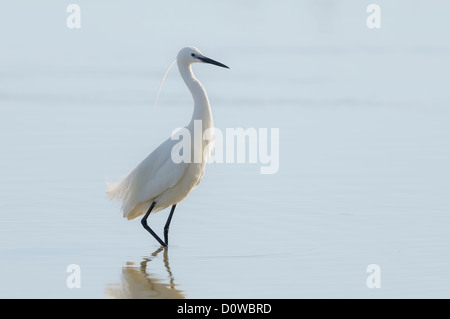 Seidenreiher, Egretta garzetta, aigrette garzette Banque D'Images