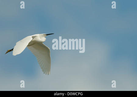 Seidenreiher, Egretta garzetta, aigrette garzette Banque D'Images