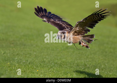 Asian Brown Wood Owl en vol Banque D'Images