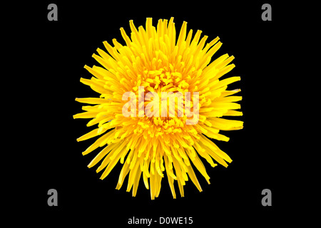 Pissenlit jaune isolé sur fond noir Banque D'Images