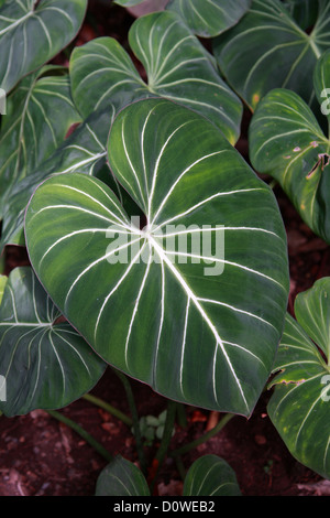 Feuilles de satin, Philodendron Philodendron gloriosum (André), Araceae. Colombie-britannique, en Amérique du Sud. Banque D'Images