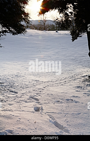 Le lapin et les droits de l'empreinte écologique après les fortes chutes de neige dans la région de Nidderdale, Yorkshire du Nord Banque D'Images