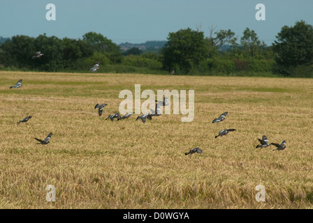 Woodpigeons voler au-dessus de champ d'orge en été Banque D'Images