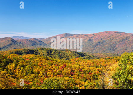 Couleurs d'automne Woods dans les Smoky Mountains National Park, California, USA Banque D'Images