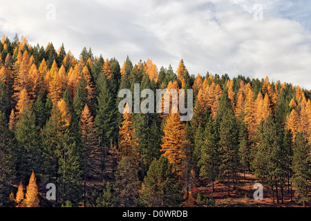 Mélèzes d'or de l'automne se distinguent parmi les conifères à Sumpter Valley et de l'Est de l'Oregon's Baker Comté. Banque D'Images