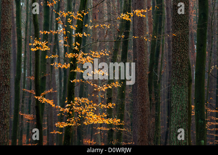 Charme arbre avec l'automne les feuilles d'or dans la forêt. Banque D'Images