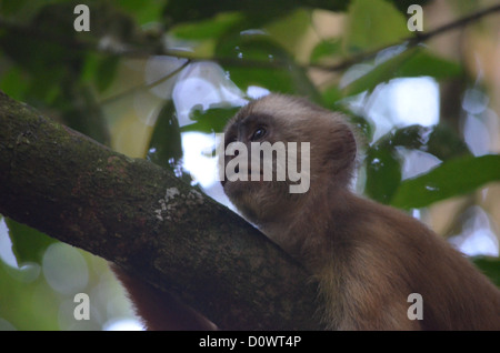 Singe du Capucin face blanche posant dans un arbre. Forêt amazonienne, Madre de Dios, au sud du Pérou. Banque D'Images