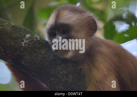 Singe du Capucin face blanche posant dans un arbre. Forêt amazonienne, Madre de Dios, au sud du Pérou. Banque D'Images