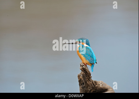 Kingfisher commun perché près d'un lac dans le parc national de Ranthambhore, Inde Banque D'Images