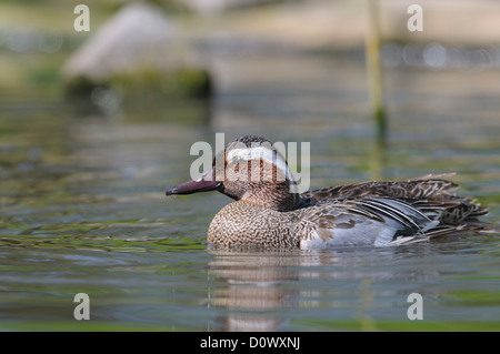 ,Knäkente Sarcelle d'été Anas querquedula, duck Banque D'Images