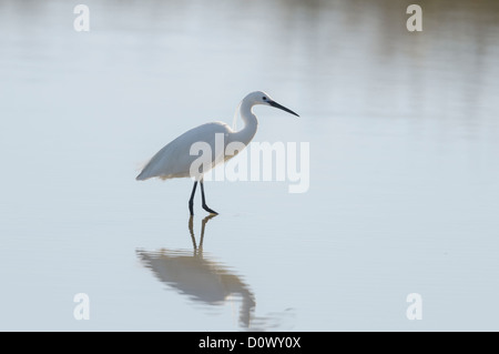 Seidenreiher, Egretta garzetta, aigrette garzette Banque D'Images