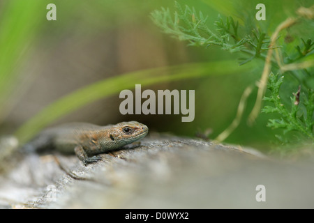 Commune européenne (lézard Lacerta vivipara, Zootoca vivipara), l'Europe, l'Estonie Banque D'Images