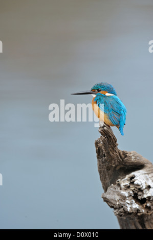 Kingfisher commun perché près d'un lac dans le parc national de Ranthambhore, Inde Banque D'Images