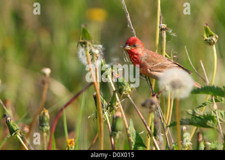 Common Rosefinch masculins (Carpodacus erythrinus) se nourrissant de graines de pissenlit. L'Europe Banque D'Images