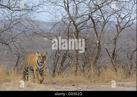 Wild Tiger walking dans les forêts décidues sèches de Ranthambhore national park Banque D'Images